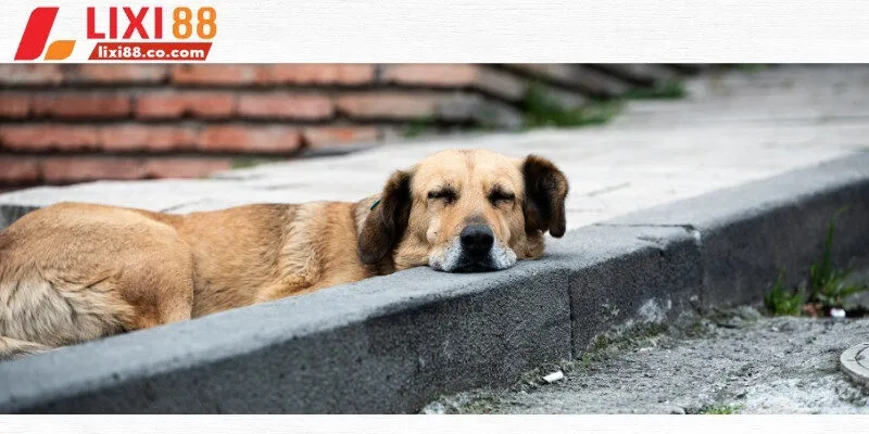Chó thường được xem là biểu trưng của may mắn