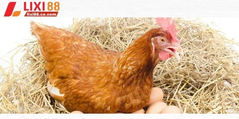 Gà mái được đánh giá là biểu tượng cho sự an toàn